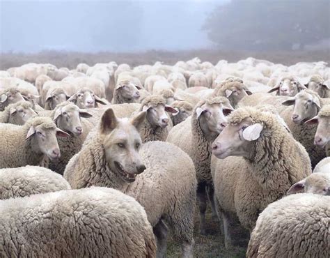 wolves in sheep's clothing meaning